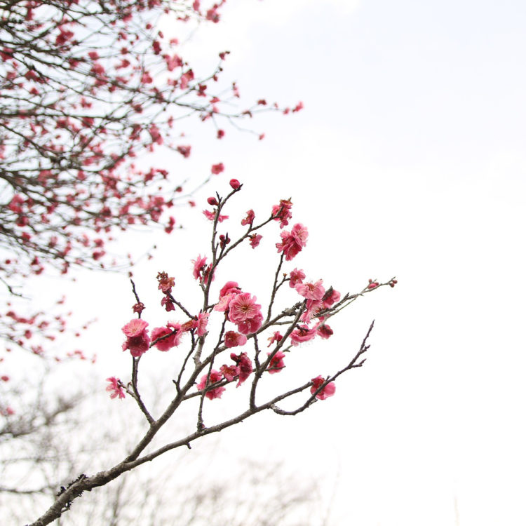 【写真】梅の花